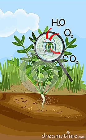 Scheme of plant transpiration and stomatal complex of green leaf of Arugula (Rucola or Rocket salad) plant Vector Illustration